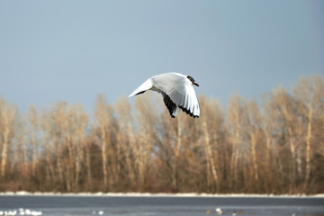 Flying seagull in the sky in winter