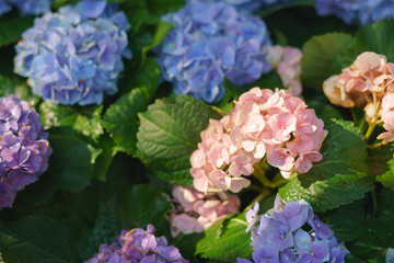 Colorful purple hydrangea flower