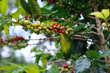 Coffee beans on a coffee tree in the garden.