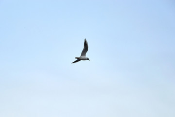 Flying seagull in the sky in winter