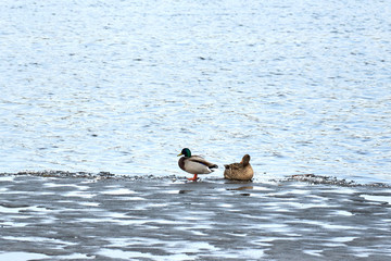 ducks sitting on the ice of a frozen river.
