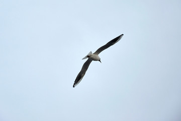 Flying seagull in the sky in winter