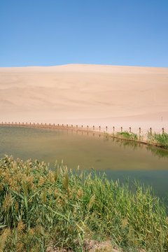 Reed along the shore of desert lake