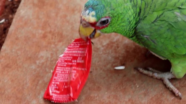 Green parrot eating plastic caught in yelagiri India so avoid using plastic to save birds and animals
