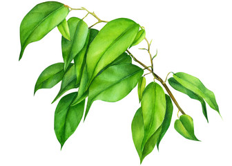 Ficus green leaves on isolated white background, watercolor illustration, botanical painting