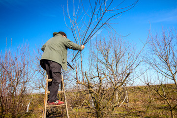 Gardener is cutting branches, pruning fruit trees with pruning shears in the orchard