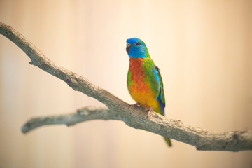 Fototapeta na wymiar Green Splendid Parakeet bird perching on branch