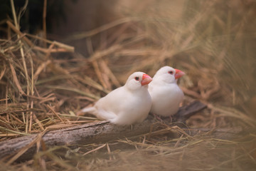 White and Silver saprrow finches bird perching on branch