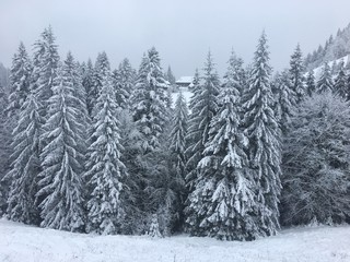 Winter mountain landscape in foggy Carpathians