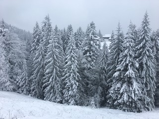 Naklejka premium Winter mountain landscape in foggy Carpathians