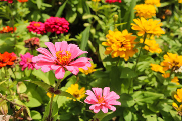 Colorful flower in the garden with sunny light