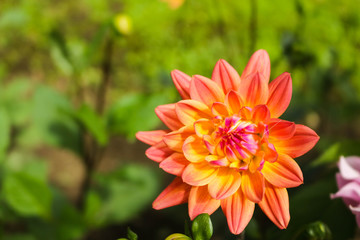 Orange dahlia flower in the garden. Beautiful orange dahlia flower blooming in autumn season