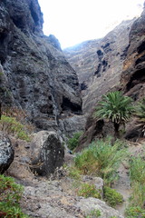 Teneriffa - Macaschlucht