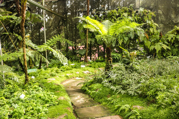 Stone pathway in the rain forest garden . Landscape garden in the morning light