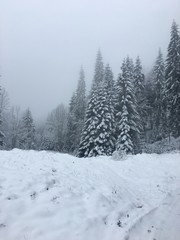 Winter mountain landscape in foggy Carpathians