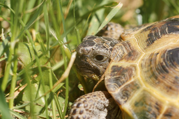 Central Asian tortoise creeping in the green grass. The head of a land tortoise close-up. Macro shot of reptiles.
