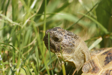 Central Asian tortoise creeping in the green grass. The head of a land tortoise close-up. Macro shot of reptiles.