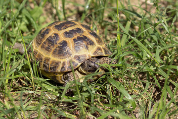 Central Asian tortoise creeping in the green grass. 