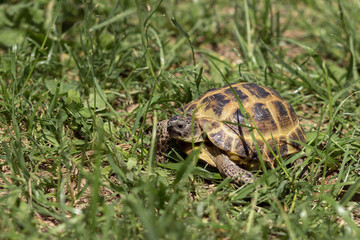 Central Asian tortoise creeping in the green grass. 
