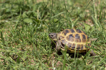 Central Asian tortoise creeping in the green grass. 