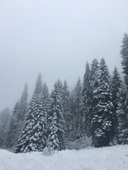 Naklejka premium Winter mountain landscape in foggy Carpathians