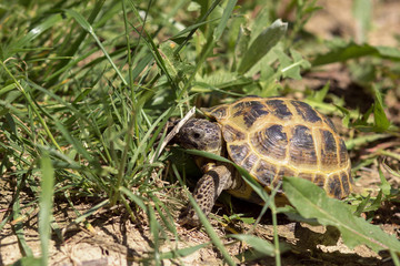 Central Asian tortoise creeping in the green grass. 
