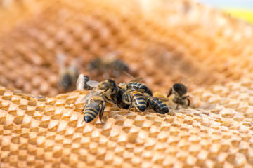Bees on honeycomb in apiary shot with soft focus. Bee hive concept.