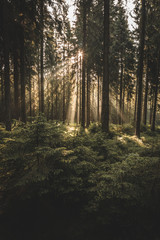 Obraz premium rays of sun in the forest