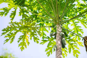 Fototapeta premium Baby papaya fruit on papaya tree
