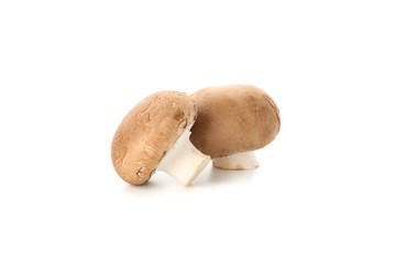 Champignon mushrooms isolated on white background, close up