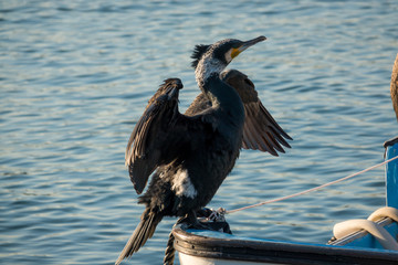 Great cormorant