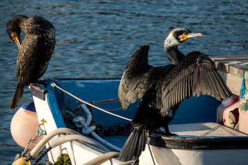 Great cormorant