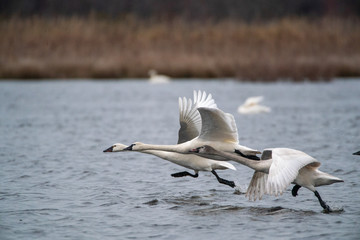 Swans taking flight