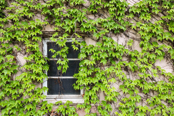 Green creeper plant growing on wall and window