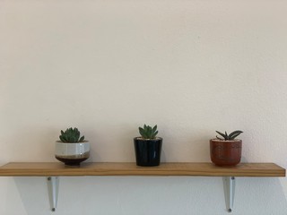 Cactus plant in pot coffee shop.