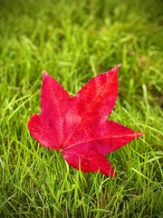 feuille d'&eacute;rable rouge