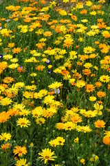 Yellow and orange flower mix