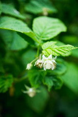 Blackberry bush with unripe berries in the garden. Selective focus.