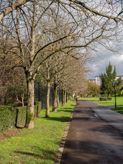 Line of trees without leaves in autumn in a park in Bilbao