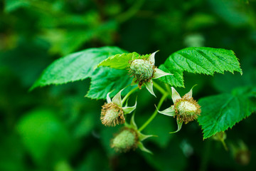 Blackberry bush with unripe berries in the garden. Selective focus.