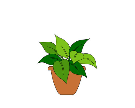 Cartoon drawing of a house plant in a terracotta pot, vector illustration