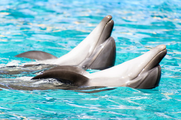 Two dolphins swim and dansing in the pool