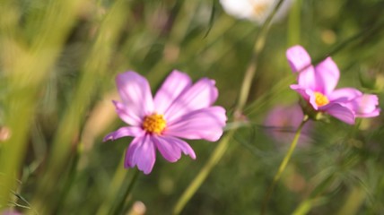 Fototapeta premium Cosmos in the garden