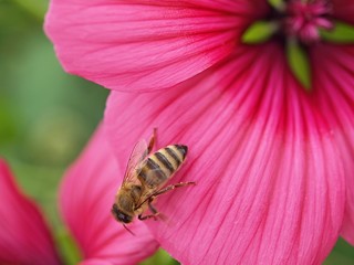 Macro of a pink hollyhock flower