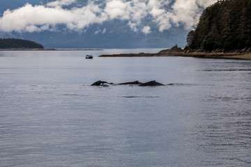 A group of humpback whales surfacing and diving while whale watching near Juneau, Alaska 