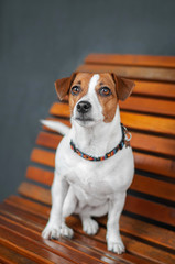 dog jack russell terrier is sitting on orange bench
