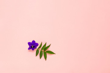 Small purple flower with green leaves on a pink background. Minimal composition. Greeting card with space for text. Flat lay, top view