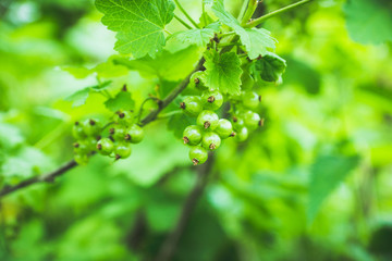 Red currant berry bush with unripe berries in the garden. Selective focus.