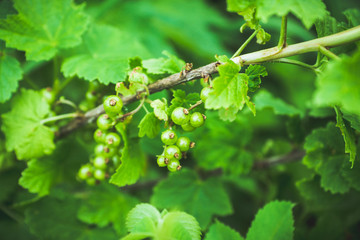 Red currant berry bush with unripe berries in the garden. Selective focus.
