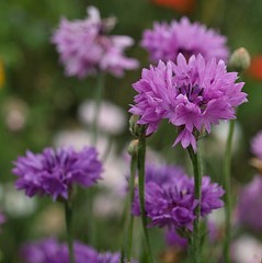 Obraz premium Macro of pink cornflowers
